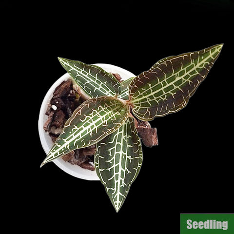 [Bare-root]Goodyera hispida Seedling[Jewel Preorder]