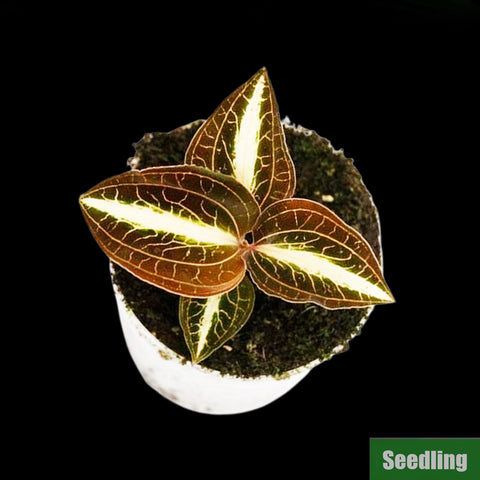 [Bare-root]Anoectochilus albolineatus 'variegated' Seedling[Jewel Preorder]