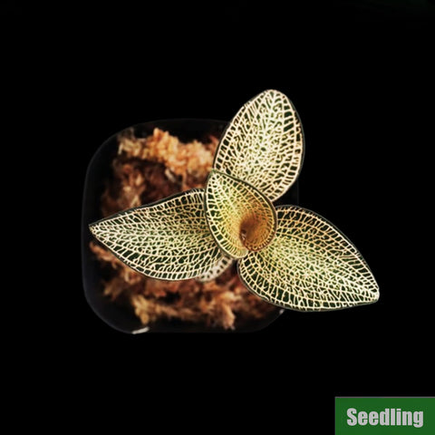 [Bare-root]Anoectochilus roxburghii 'Gold VeinType' Seedling[Jewel Preorder]