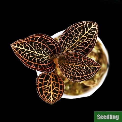 [Bare-root]Anoectochilus albolineatus Seedling[Jewel Preorder]