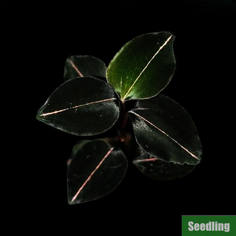 [Bare-root]Anoectochilus sp. Red vein "The Wizard of Oz" Seedling[Jewel Preorder]