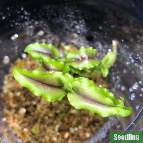 [Bare-root]Malaxis sp. Rainbow Seedling[Jewel Preorder]