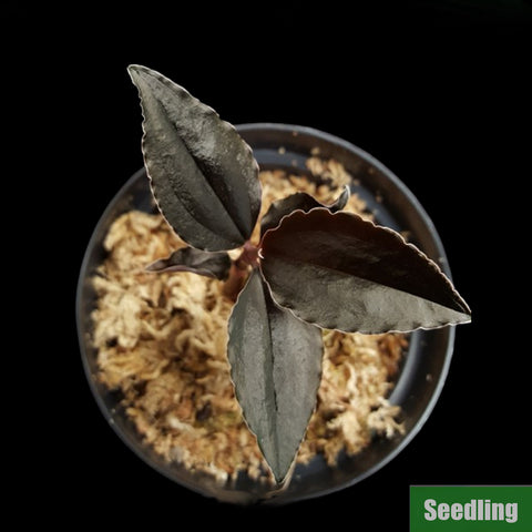 [Bare-root]Odontochilus elwesii  Seedling[Jewel Preorder]