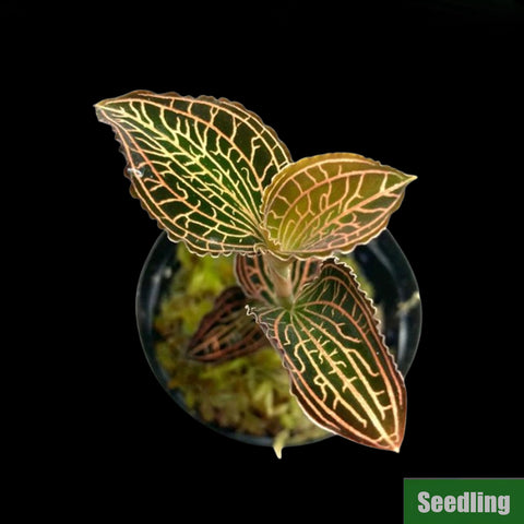 [Bare-root]Anoectochilus albolineatus 'Lady’s Best Friend' Seedling[Jewel Preorder]