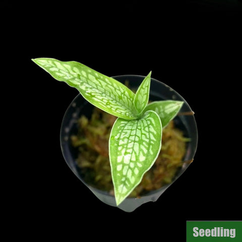 [Bare-root]Platythelys maculata Seedling[Jewel Preorder]