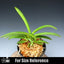 [Bare-root] Neofinetia (V.) falcata 'Shinryuko' 神龍紅 [April Neo 26]
