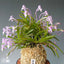 [Bare-root] Neofinetia (V.) falcata 'Shinryuko' 神龍紅 [April Neo 26]