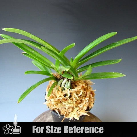 [Bare-root]Neofinetia (V.) falcata 'Shutenno' 朱天王[Neo Preorder]