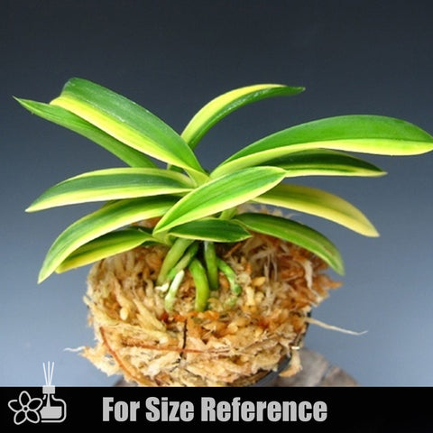 [Bare-root]Neofinetia (V.) falcata 'Fugaku' 富嶽 [Neo Preorder]