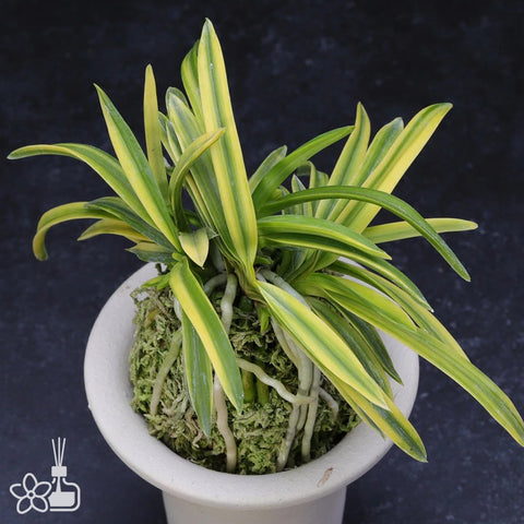 [Bare-root]Neofinetia (V.) falcata 'Fugaku' 富嶽 [Neo Preorder]