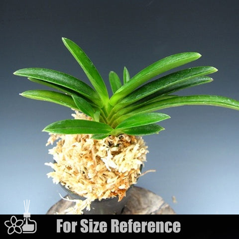 [Bare-root]Neofinetia (V.) falcata 'Eboshimaru' 烏帽子丸 [Neo Preorder]