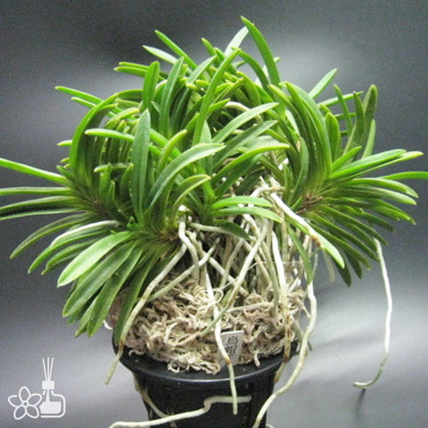 [Bare-root]Neofinetia (V.) falcata 'Eboshimaru' 烏帽子丸 [Neo Preorder]