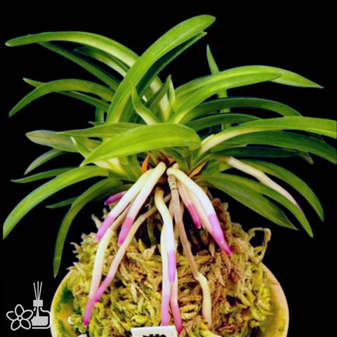 [Bare-root]Neofinetia (V.) falcata 'Homeiden '豊明殿 [Neo Preorder]