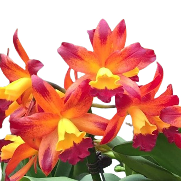 Bare-Root]Ctt. Varut Startrack 'Golden Tiger' 金老虎[Jun Preorder