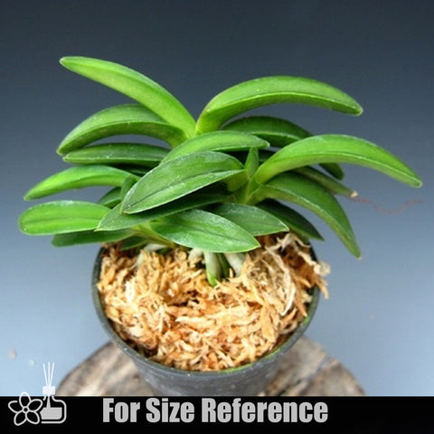 [Bare-root]Neofinetia (V.) falcata 'Suikaden' 翠華殿 [Neo Preorder]