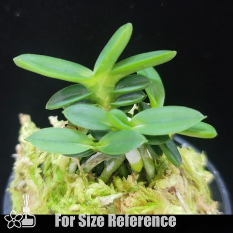 [Bare-root]Neofinetia (V.) falcata 'Kirinmaru' 麒麟丸[Neo Preorder]