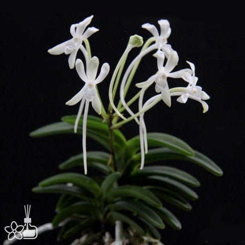 [Bare-root]Neofinetia (V.) falcata 'Suikaden' 翠華殿 [Neo Preorder]