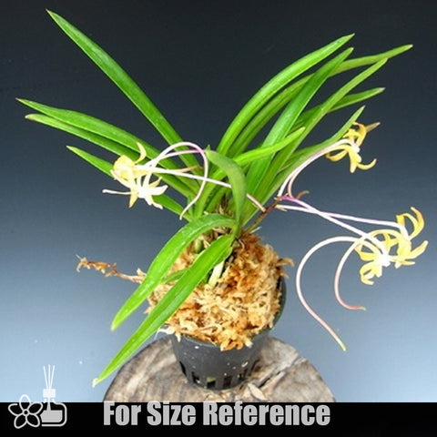 [Bare-root]Neofinetia (V.) falcata 'Kibana' 黃花 [Neo Preorder]