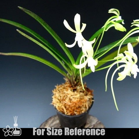 [Bare-root]Neofinetia (V.) falcata 'Hisui ' 翡翠 [Neo Preorder]