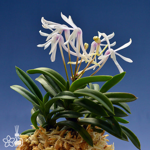 [Bare-root]Neofinetia (V.) falcata 'Unkai' 雲海[Neo Preorder]