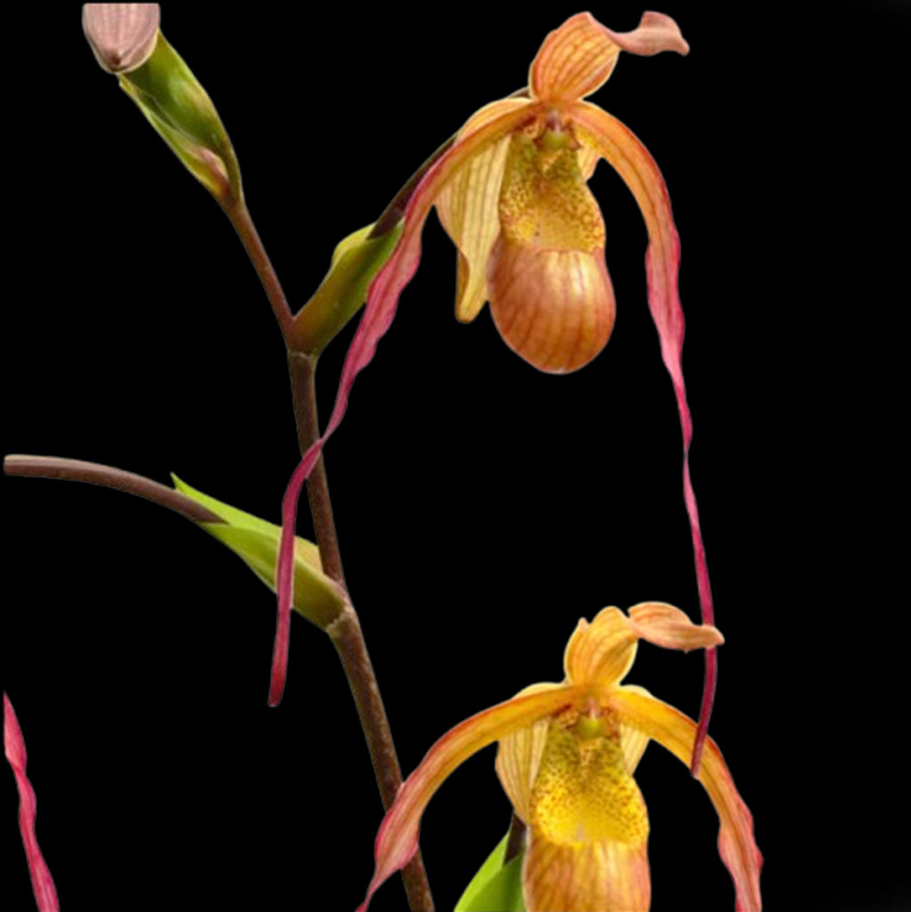 [Bare-Root]Phrag. Geralda 吉拉達 [Aug in Stock] – Orchidmart