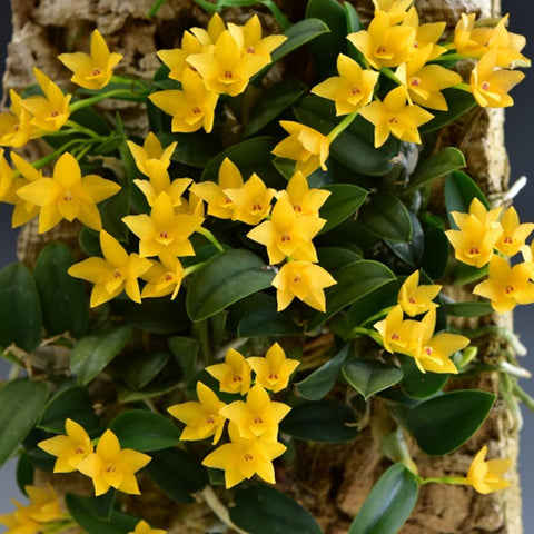 [Bare-root]Cattleya cernua f. aurea [March Preorder]