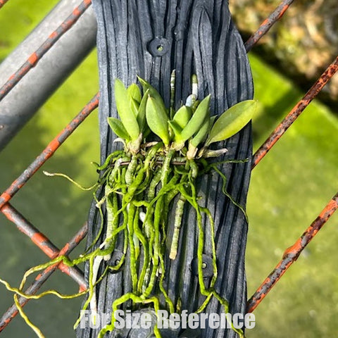 [Bare-root]Cattleya cernua f. aurea [March Preorder]