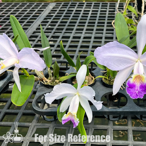 [Bare-root]Cattleya lueddemanniana f. coerulea 藍路德 [March Preorder]