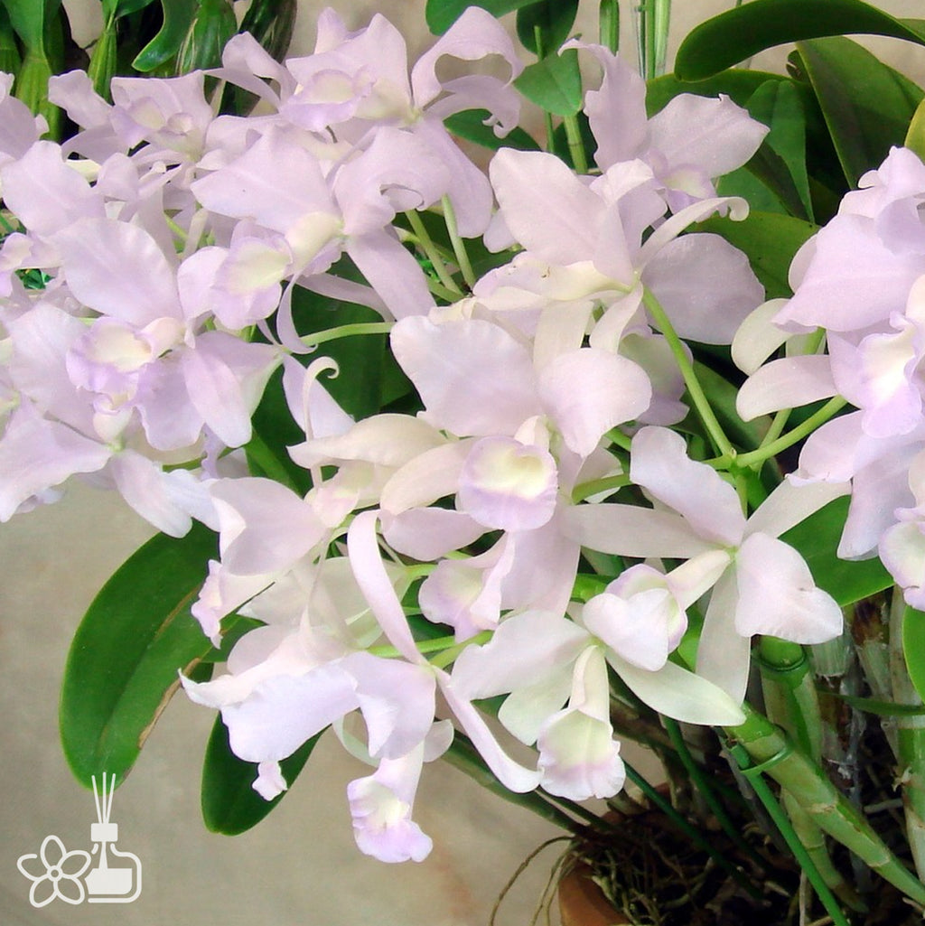 [Bare-root]Guarianthe skinneri f. coerulea 'My Blue Heaven' 藍色天堂[March ...