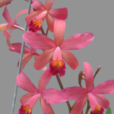 [Bare-root]Cattlianthe Amaroo 小紅蔓越莓 [March Preorder]