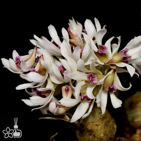 [Bare-root]Dendrobium peguanum 土豆石斛 [March Preorder]