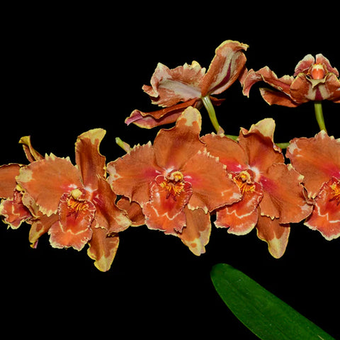 [Bare-rooted]Oncidium Leoville 雷歐維 [March Ecu Preorder]