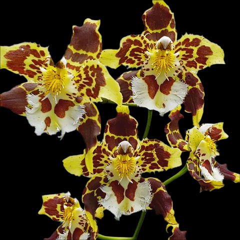 [Bare-rooted]Odontoglossum hallii milagro 霍爾 [March Ecu Preorder]