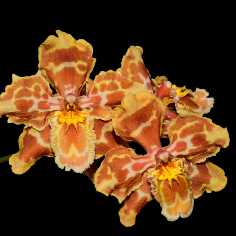 [Bare-rooted]Oncidium Ivonne 伊芳 [March Ecu Preorder]