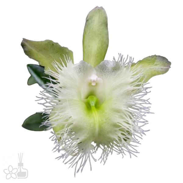 Bare-Root]Rl. digbyana 'Green Giant' FCC/AOS 大豬哥 [Jun Preorder