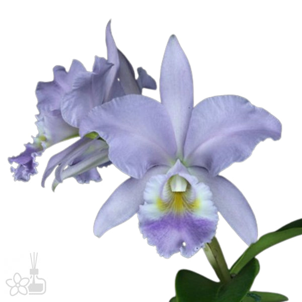 Bare-Root]C. Sea Breeze 'Blue Ribbon' HCC/AOS 海洋微風 '藍帶' [Jun