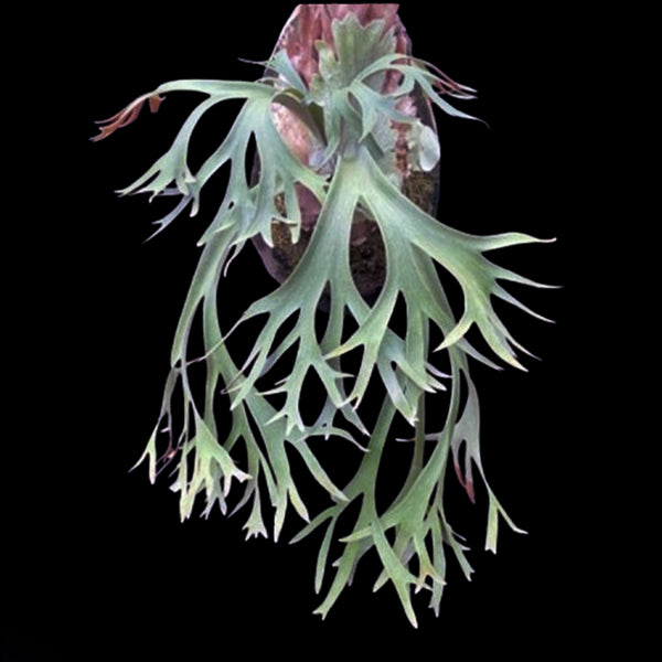 ビカクシダ P.willinckii Thousands of arrows fired Rooted] Platy. willinckii 'Thousands of arrows fired' 短手爪哇'萬