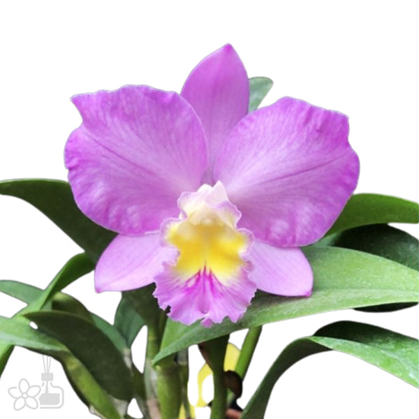 CR 牡丹と薔薇　セルのみ ローズマインド2024BYの蔵出し開始 | 天寶一 official site | 広島県