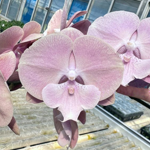 [Bare-root]Phal. Purple Hearts 紫心 [March Preorder]