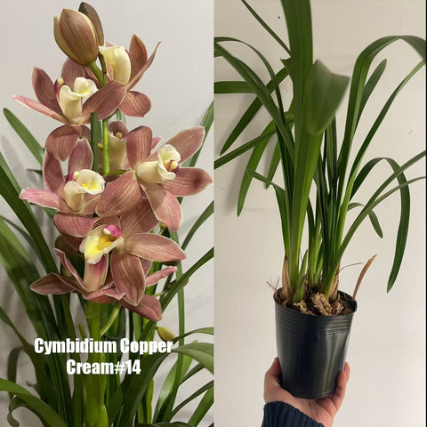 [Bare-root]Cymbidium Copper Cream #14 [March in Stock]