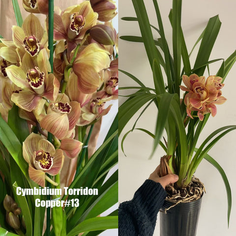 [Bare-root]Cymbidium Torridon  Copper#13 [March in Stock]