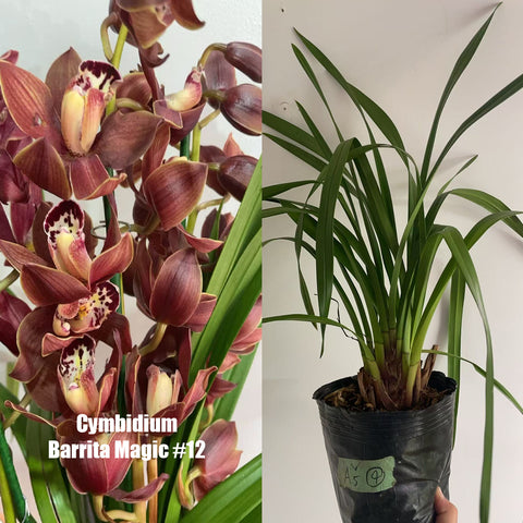 [Bare-root]Cymbidium  Barrita Magic #12 [March in Stock]