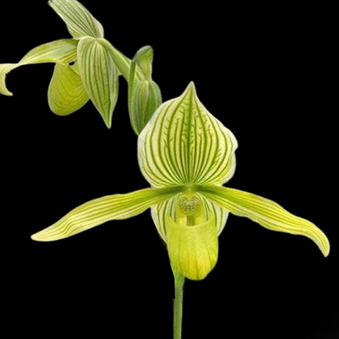 [Bare-root]Paph. Green Horizon 綠色地平線 [Feb Preorder]