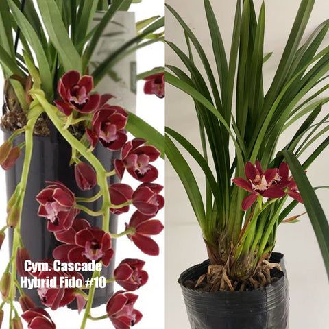 [Bare-root]Cym. Cascade Hybrid Fido #10 [March in Stock]