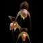 [Bare-root]Paph. Wossner Black Wings 沃斯黑翼[Wishlist]