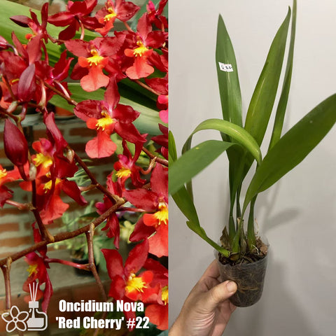 [AS-IS]Oncidium Nova  'Red Cherry' #22[March in Stock ]