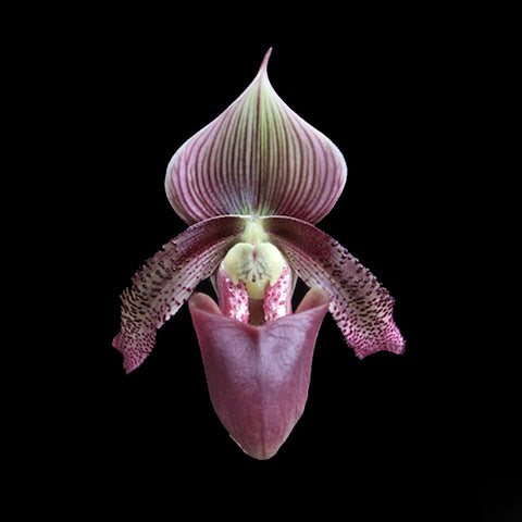 [Bare-root]Paph.superbiens var.curtisii 馬六甲兜 [Wishlist]