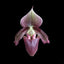 [Bare-root]Paph.superbiens var.curtisii 馬六甲兜 [Wishlist]