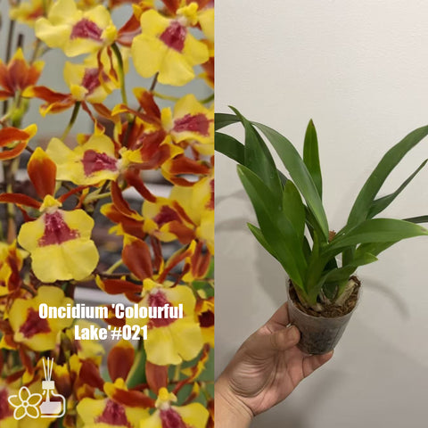 [AS-IS]Oncidium 'Colourful  Lake'#O21[March in Stock]