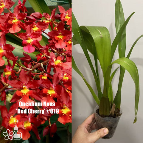 [AS-IS]Oncidium Nova  'Red Cherry' #O19[March in Stock]